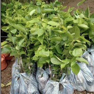 Cây giống lê nâu (mắc coọc) giòn ngọt mát cây giống cao 70-80cm .