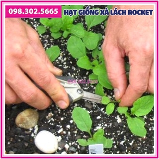 2g Hạt giống rau xà lách rocket, rau arugula F1 cao sản | Shopee Việt Nam