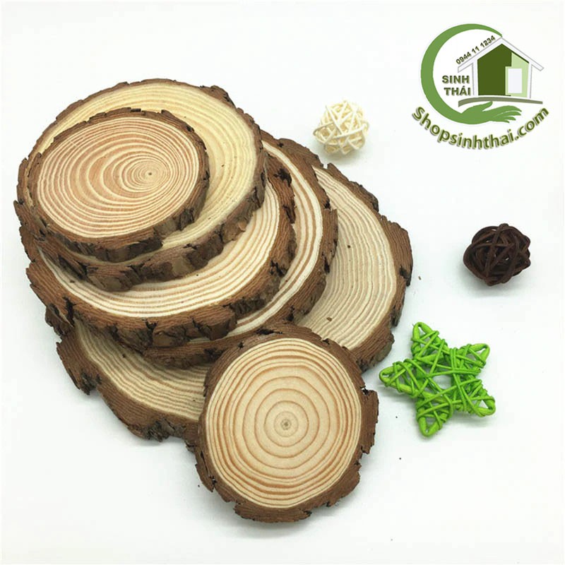 Miếng gỗ tròn - khoanh gỗ tròn trang trí - gỗ thông tự nhiên ...