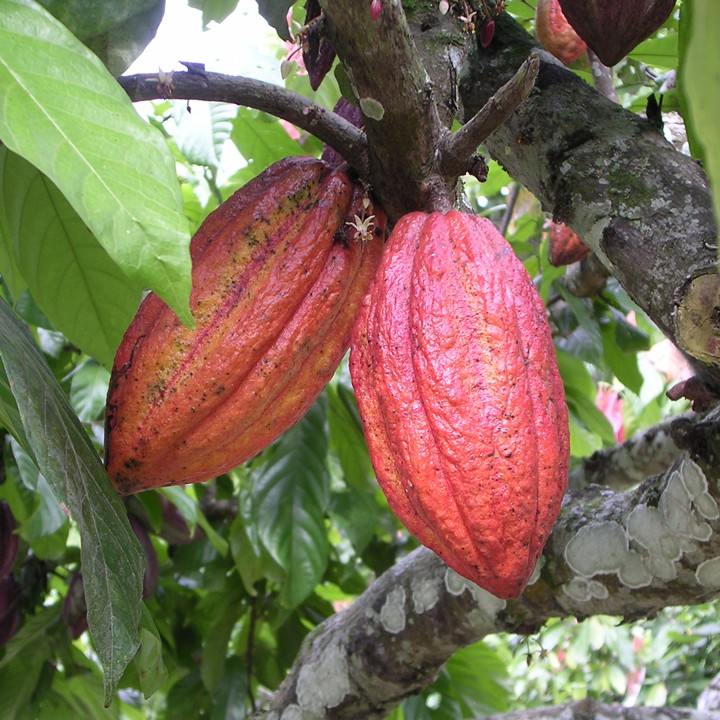 Ảnh Bột cacao nguyên chất không đường CACAOMI chuyên làm bánh, pha trà sữa sô cô la hộp thượng hạng 250g 4