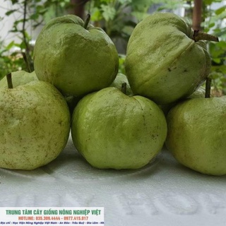 Cây Giống Ổi Nữ Hoàng Mới Lạ .