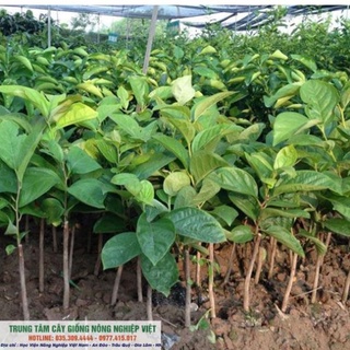 Cây Giống Hồng Không Hạt Bảo Lâm Qủa To Giòn .