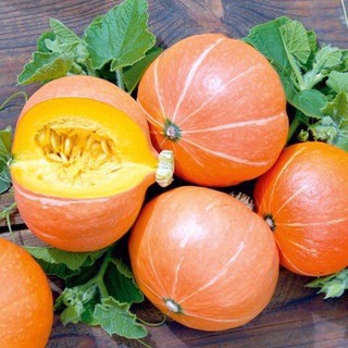 Hạt Giống Bí Mặt Trời, dễ trồng sinh trưởng phát triển khoẻ- gói 10 hạt