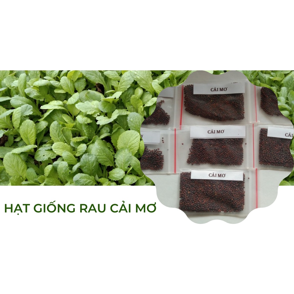 HẠT GIỐNG RAU CẢI MƠ | Shopee Việt Nam