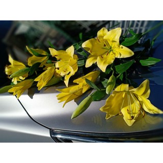 KHUÔN HOA LILY