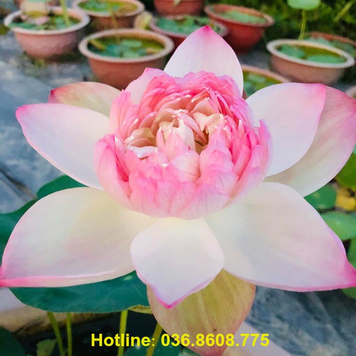 Hạt giống hoa sen bách diệp 10 Hạt 10 màu