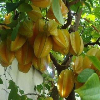 Cây Giống Khế Chua Rùng Mình .