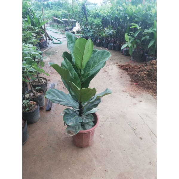 cây bàng sing | Shopee Việt Nam