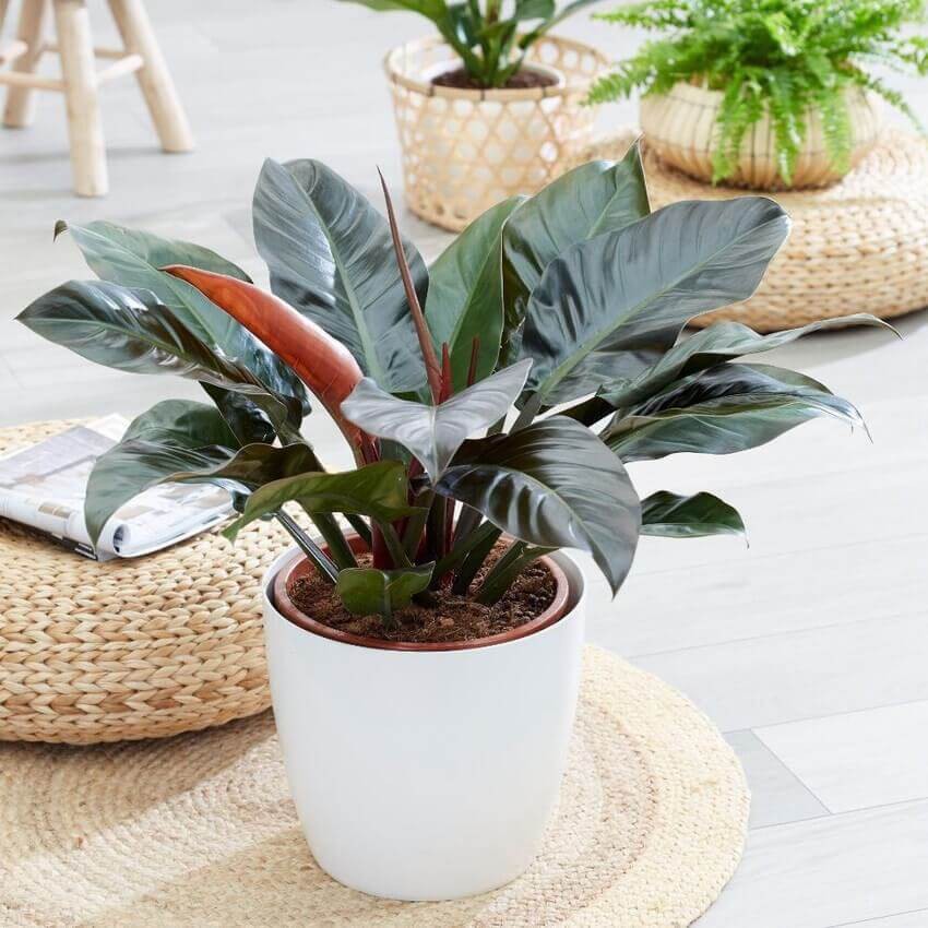 Trầu Bà Đế Vương - cây cảnh để bàn