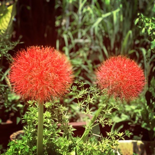 tiepnhu1991
