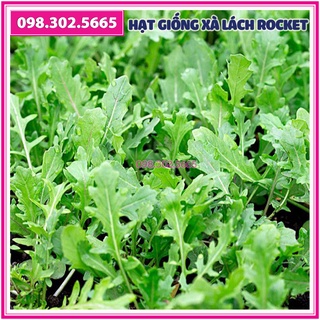 2g Hạt giống rau xà lách rocket, rau arugula F1 cao sản | Shopee Việt Nam