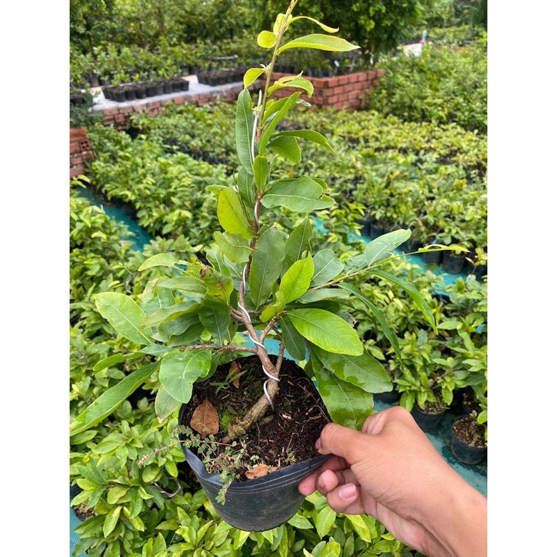 Hoa mai ghép cúc hoàng hậu( Nữ Hoàng) bông chuẩn