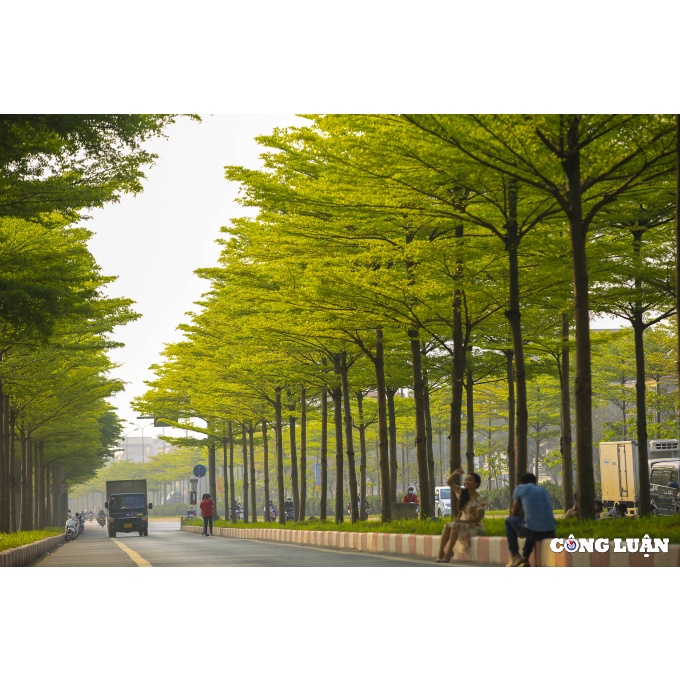 Cây Bàng Đài Loan - cây cảnh sân vườn