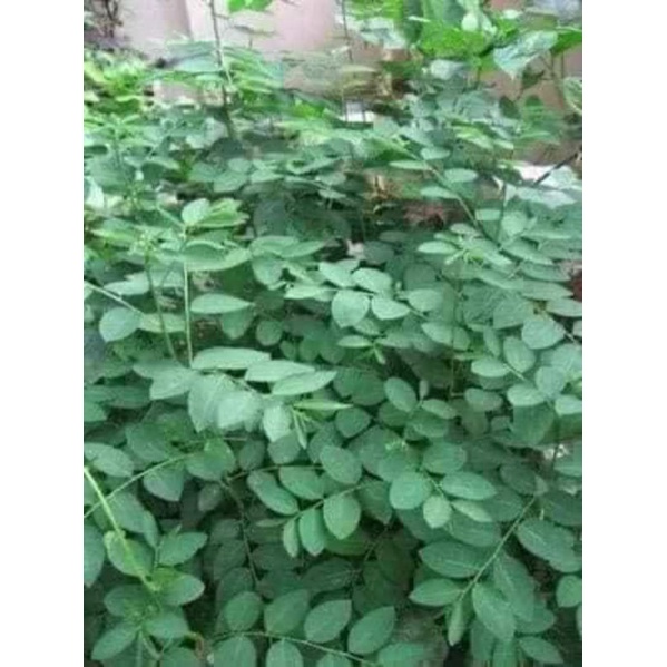 🍄💥hạt giống rau ngót ❤️ Lâu Năm❤️❤️🍄 dễ trồng chất lượng cao
