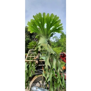 Cây ổ rồng - Giá Tốt, Miễn Phí Vận Chuyển, Đủ Loại | Shopee Việt Nam