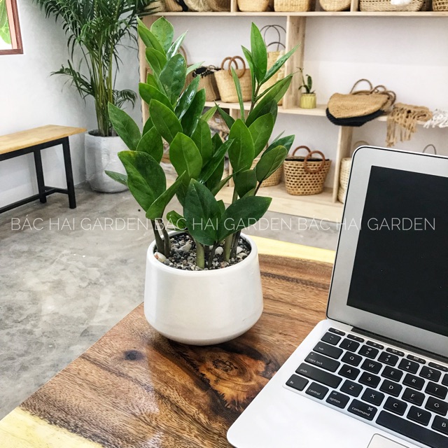 Chậu cây Kim tiền kèm chậu men sứ- Cây để bàn- Cây xanh văn phòng, cây trong nhà
