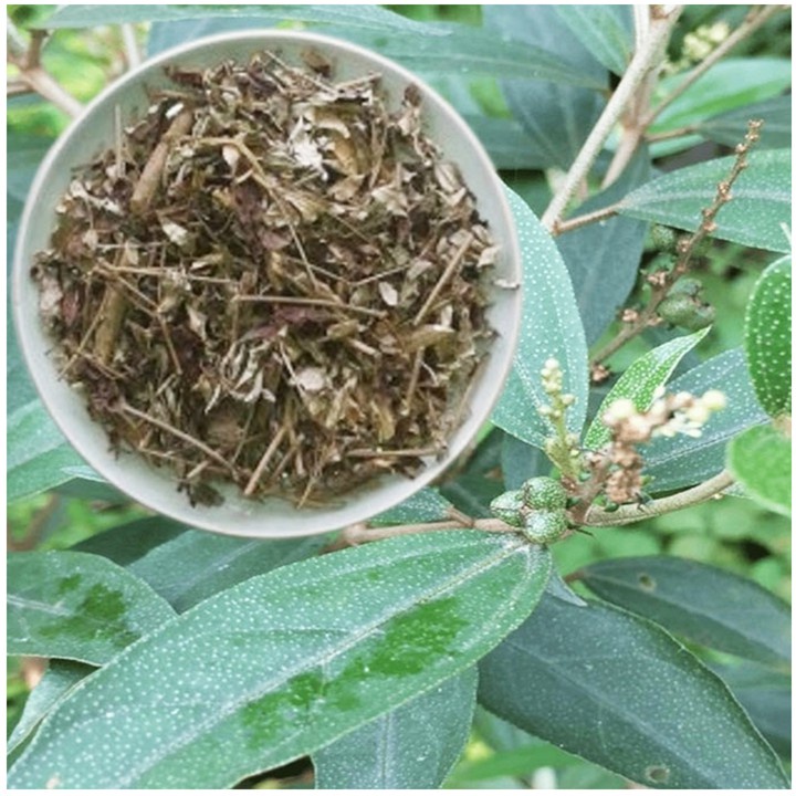 Khổ sâm khô thượng hạng JINDO 1kg tác dụng hỗ trợ đường ruột, v_iêm đại tràng