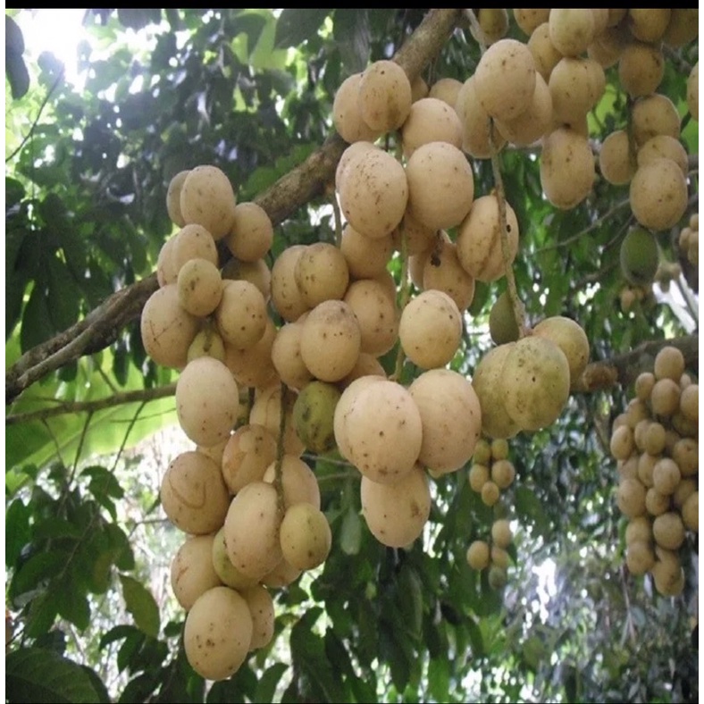 giống dâu da đất ( mua 5 tặng 1) | Shopee Việt Nam