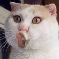 jjjjajsvbsj