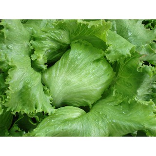 Hạt Giống Xà Lách Cuộn Xanh Siêu Dễ Trồng F1