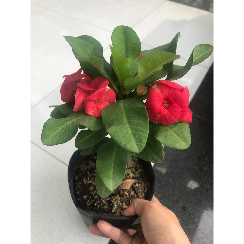 Combo 2 chậu xương rồng bát tiên ( màu đỏ + màu vàng)