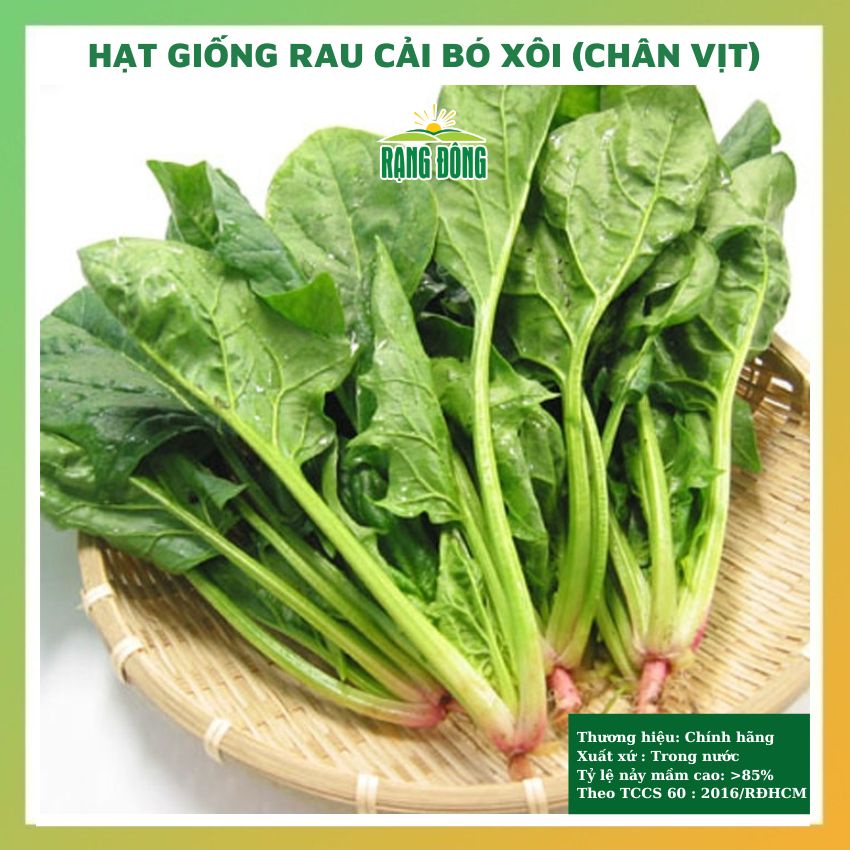 Hạt giống cải bó xôi chịu nhiệt F1 (rau bina - chân vịt) 5gr - rau củ ...