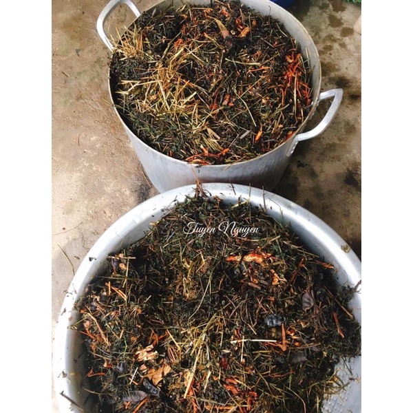 Nước gội đầu Bồ kết truyền thống, gội giảm rụng tóc, gàu, nấm da đầu, thúc đẩy quá trình mọc tóc
