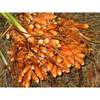 500gr củ nghệ vàng tươi nhà trồng Đak Lak