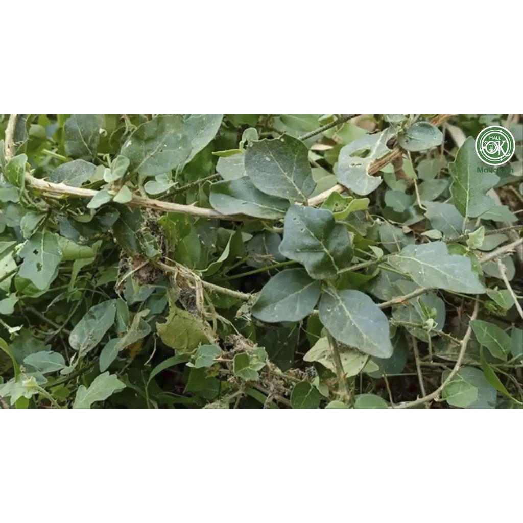 Cà độc dược khô thượng hạng JINDO 1kg tác dụng hỗ trợ giảm hen xuyễn, đau thần kinh toạ, hỗ trợ xương khớp