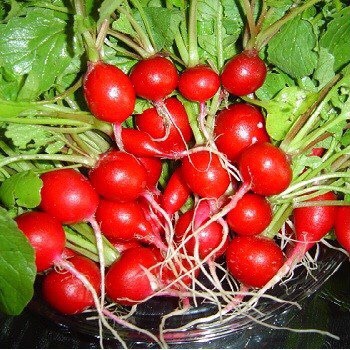 Hạt Giống Củ Cải Đỏ Mini Gói 5 Gam Hạt, làm gỏi ăn cực ngon