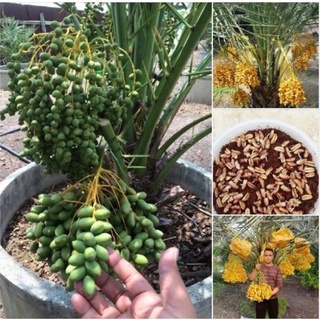 Cây giống chà là trung đông nuôi cấy mô ăn quả .