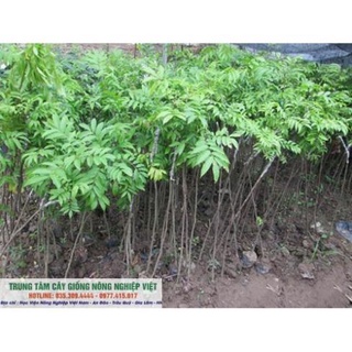 Cây Giống Sấu Ghép Chuẩn Đại Học Nông Nghiệp .
