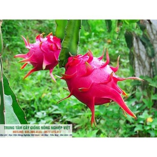 Cây Thanh Long Ruột Đỏ .