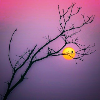 thubongdanang.online