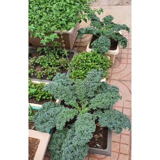 🌟Cải Xoăn Xanh Kale🌟 Giống Năng Xuất Cao Chống Chịu Sâu Bệnh 50 Hạt