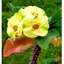 Cây Xương Rồng Bát Tiên (Vàng) - Cây cảnh mini
