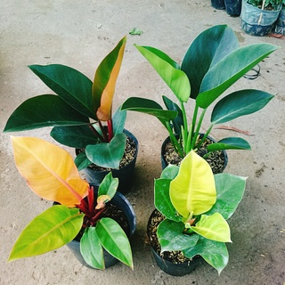 Combo 4 cây trầu bà đế vương ( đế vương nâu + đế vương vàng + đế vương đỏ + đế vương xanh )