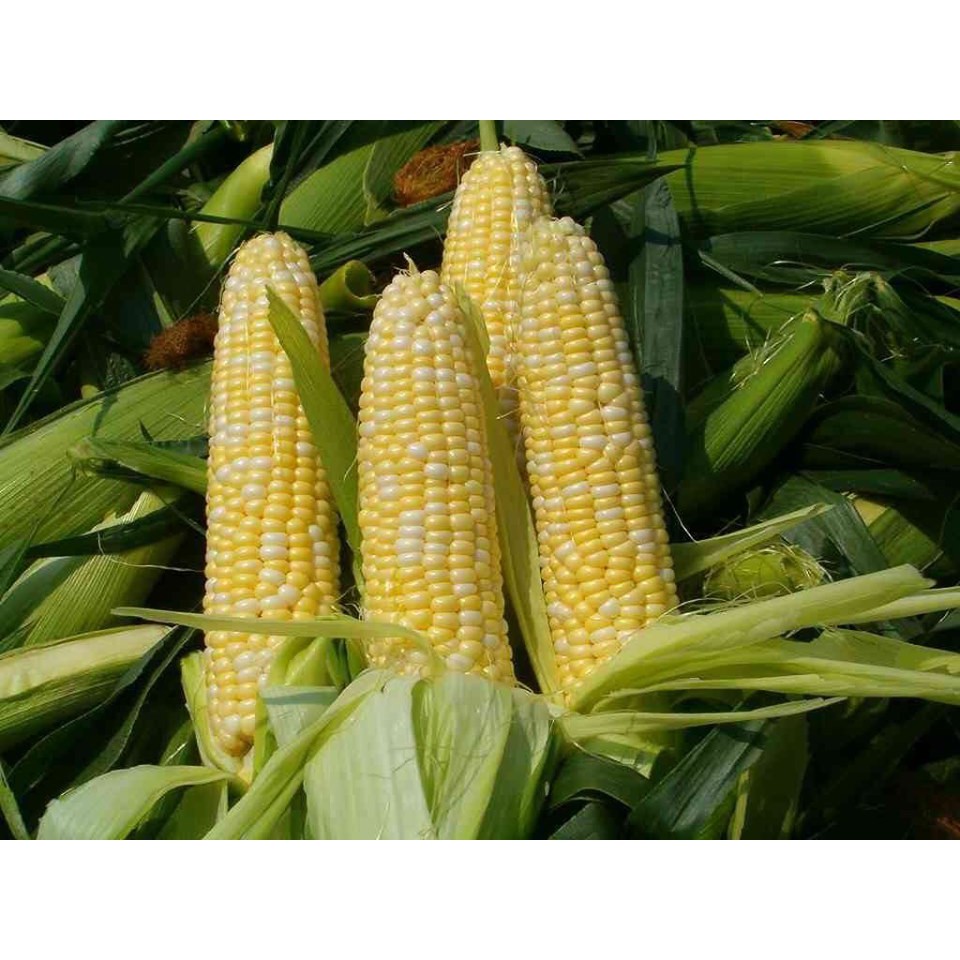 💥hạt giống Ngô Ngọt 💚 Cực Ngon💚  NHẬP KHẨU CHẤT LƯỢNG VƯỢT TRỘI