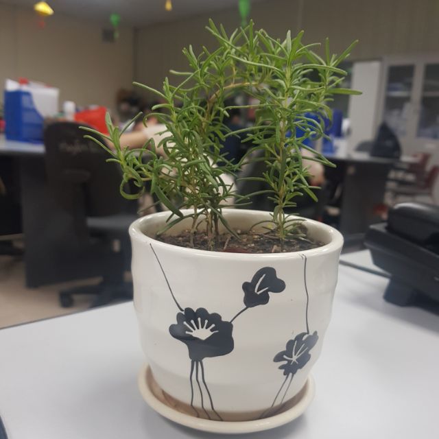 AnHưngshop_20