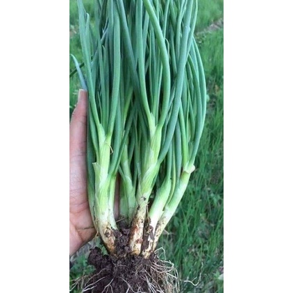 Hạt Giống Hành Hương Thơm F1 Hàng Xịn Chịu Nhiệt Cực Tốt