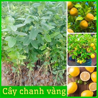 Cây chanh vàng Mỹ siêu quả, quả to mọng nươc cây con giống F1 cho ra quả sau 6-8 tháng trồng ( ảnh thật ) .
