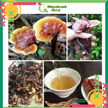 Nấm lim xanh rừng tự nhiên Gia Lai hàng chuẩn [0,25kg-0,5kg-1kg]