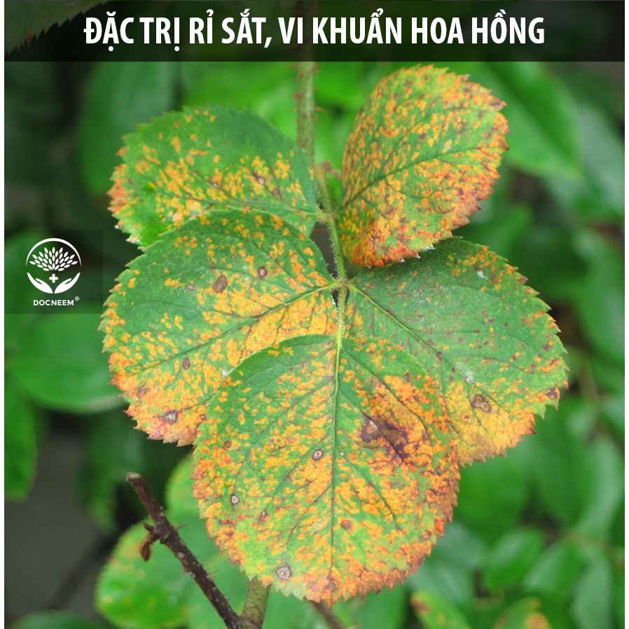 Ảnh Nano Bạc DOCNEEM nguyên chất Diệt sạch nấm bệnh, vi khuẩn, virus hoa hồng, hoa lan, thương hiệu Docneem, chai 500ml 2