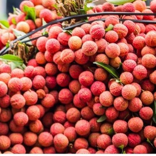 Cây vải thiều không hạt 2 năm ra quả .