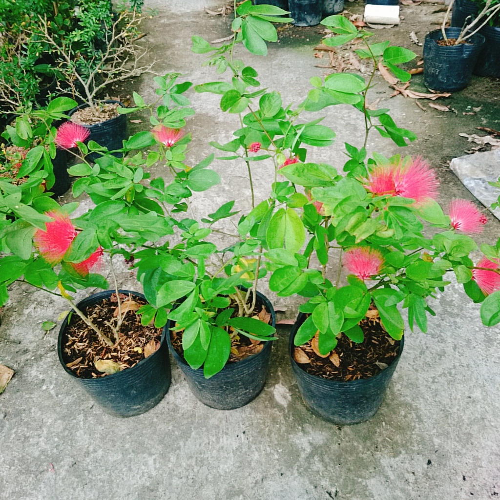 Cây Điệp Lào ( Cây Pháo Hoa )