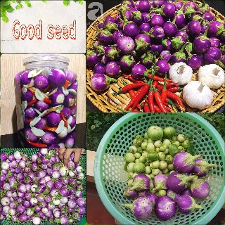 🍀Hạt Giống Cà Pháo Tím F1 Cao Sản🍀 Sinh Trưởng Khỏe Kháng Sâu Bệnh Gói 100 Hạt