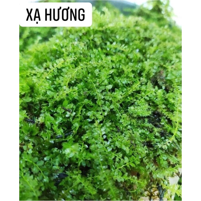 [ TỔNG Hợp rêu ] rêu setup bán cạn,terrarium,đắp chậu