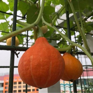 Hạt Giống Bí Mặt Trời, dễ trồng sinh trưởng phát triển khoẻ- gói 10 hạt