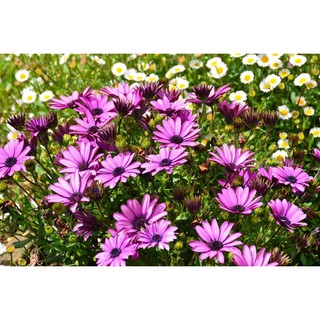 Hạt giống hoa cúc châu phi nhiều màu cực đẹp gói 30 hạt