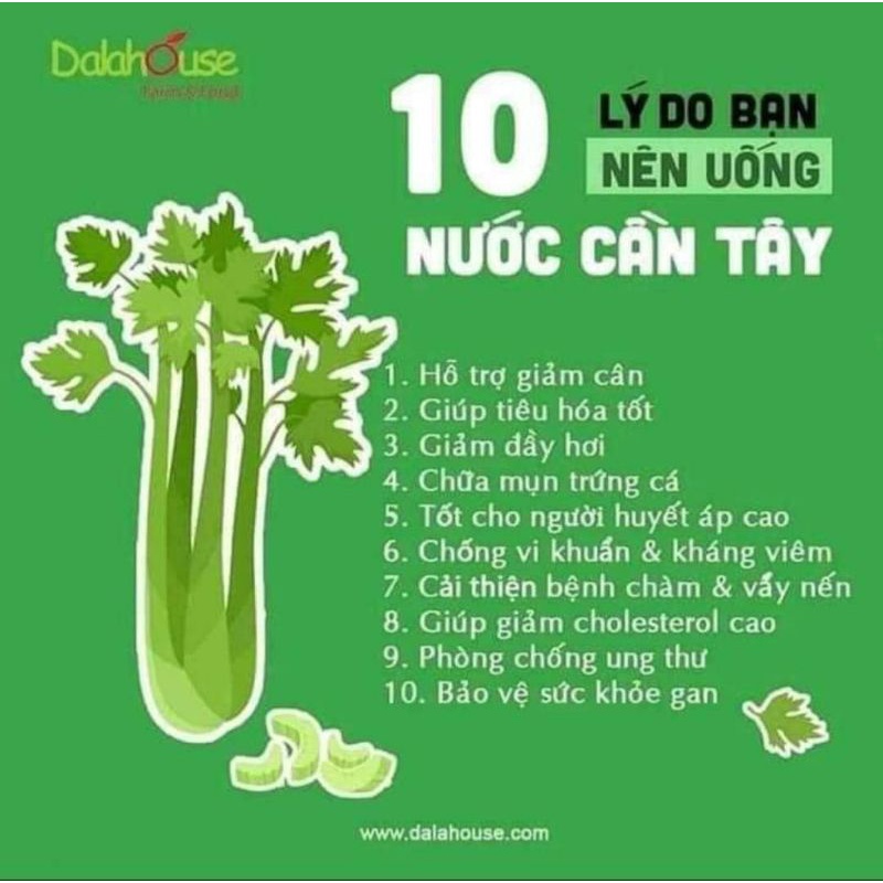 1gr hạt giống rau cần tây khổng lồ chịu nhiệt Mỹ f1 🍄🤗 SIÊU NẢY MẦM🤗🌹 năng suất cao